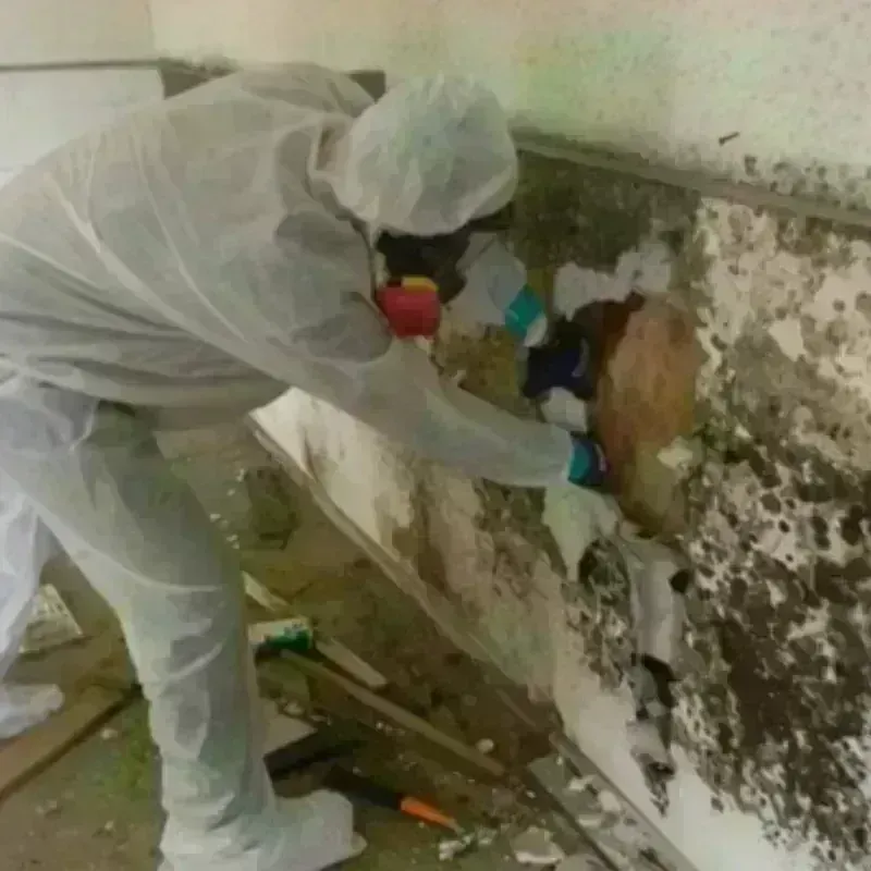 Mold Remediation and Removal in Carson City, NV